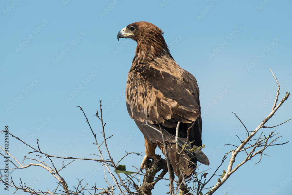 Aigle ravisseur,.Aquila rapax , Tawny Eagle Aigle ravisseur,.Aquila rapax , Tawny Eagle