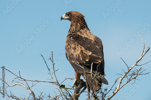 Aigle ravisseur,.Aquila rapax , Tawny Eagle
