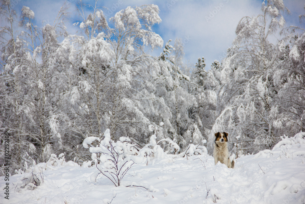 The dog sits on the snow-white fluffy snow on the background of snow-covered tree branches and blue sky. Fabulous winter. Background concept for new year and Christmas cards.