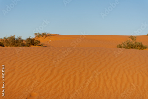 Desert at sunrise brings out bold burnt orange colored sand making a great desert landscape in the United Arab Emirates.