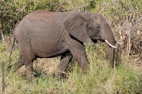 El  phant d Afrique  Loxodonta africana  Parc national Kruger  Afrique du Sud