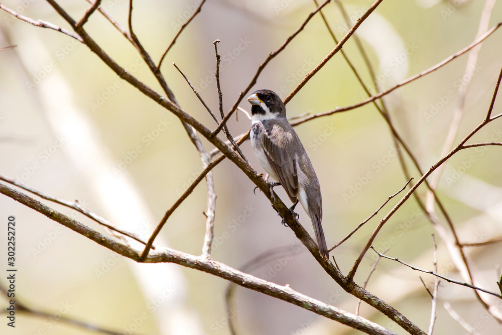 Double collared Seedeater photographed in Linhares, Espirito Santo. Southeast of Brazil. Atlantic Forest Biome. Picture made in 2013. Double collared Seedeater photographed in Linhares, Espirito Santo. Southeast of Brazil. Atlantic Forest Biome. Picture made in 2013.