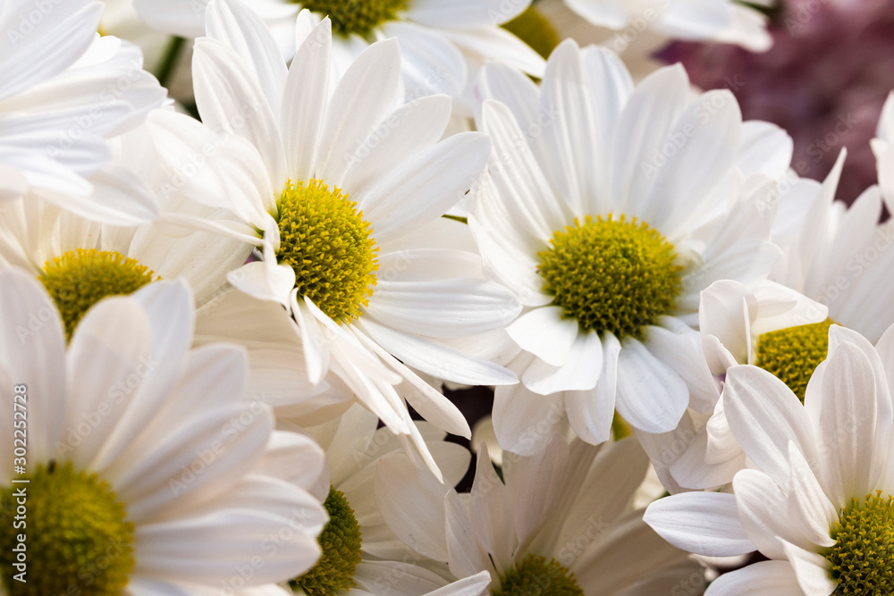Fototapeta premium blurred white flowers, macro floral background with selective focus technique, white flower design template