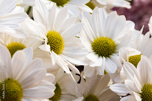 blurred white flowers  macro floral background with selective focus technique  white flower design template