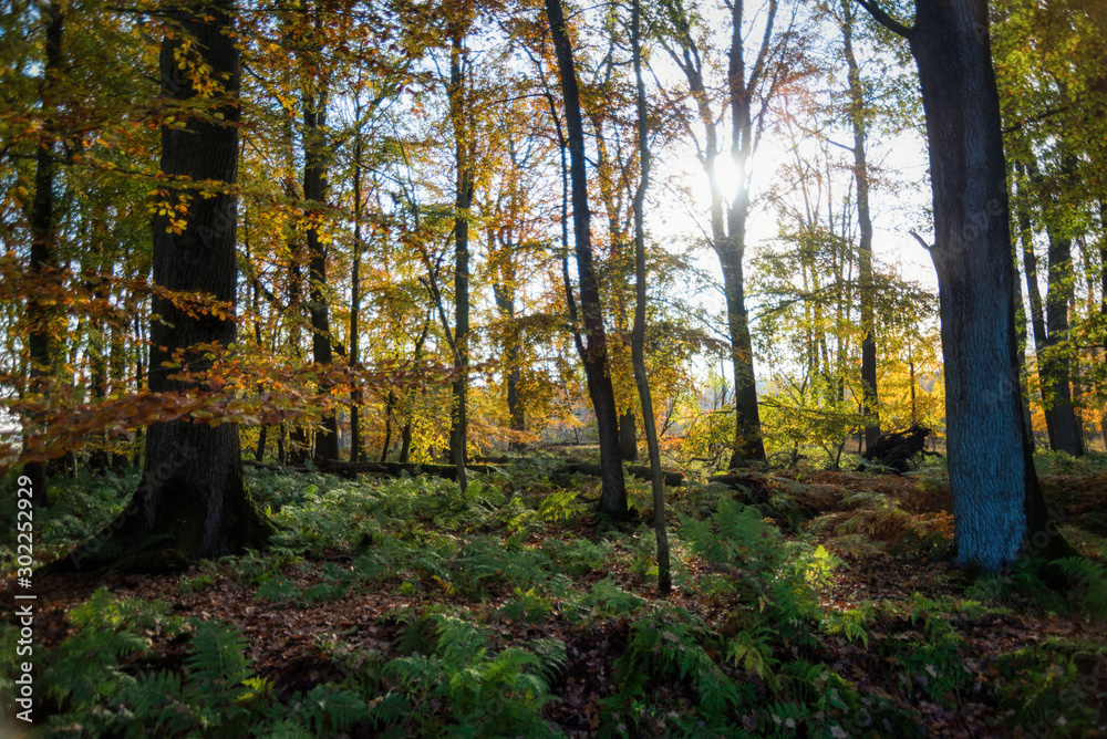 Kaltenhofer Moor in Schleswig-Holstein in Germany Kaltenhofer Moor in Schleswig-Holstein in Germany