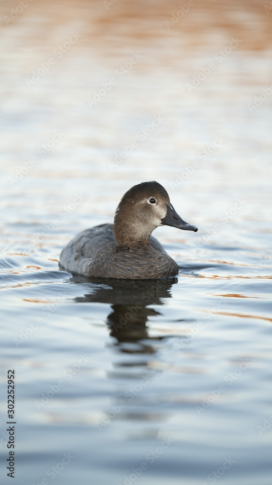 Fototapeta premium Fotografia naturalistica toscana