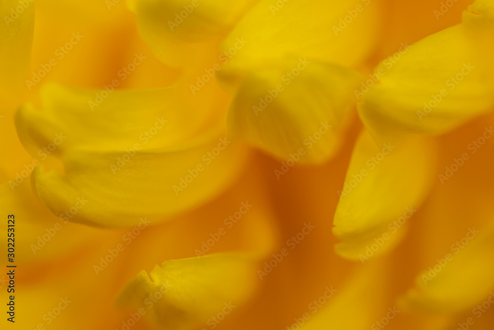defocused abstract yellow background, abstract design template with blurred flower petals