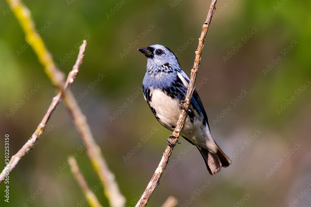 Obraz premium White bellied Tanager photographed in Linhares, Espirito Santo. Southeast of Brazil. Atlantic Forest Biome. Picture made in 2013.