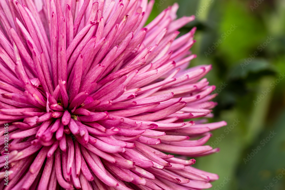 defocused floral background with copy space for text, close up of pink flower with selective focus technique, botanical decoration for cover, card or invitation defocused floral background with copy space for text, close up of pink flower with selective focus technique, botanical decoration for cover, card or invitation