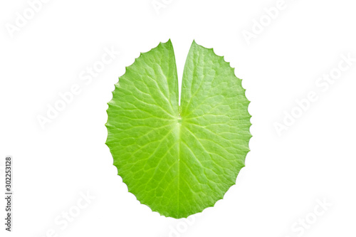 green    lotus    leaf    isolated    on    white    background.    real    leaves    from    nature.
