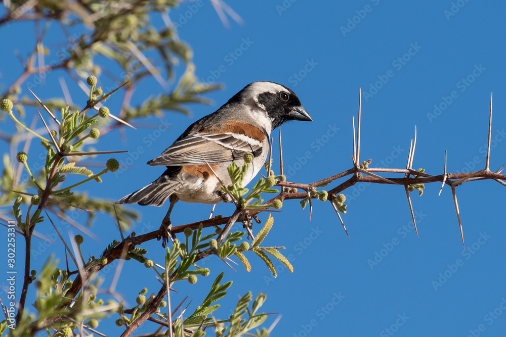 Naklejka premium Républicain social,.Philetairus socius, Sociable Weaver, Parc national Kalahari Gemsbok, parc transfrontalier de Kgalagadi, Afrique du Sud