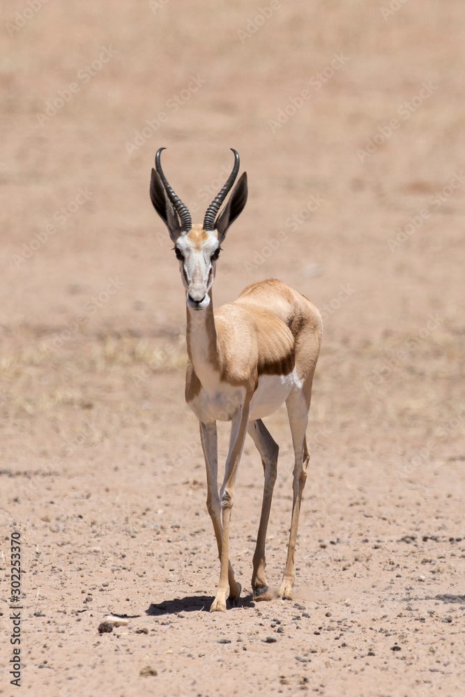 Springbok, Antidorcas marsupialis, Afrique du Sud Springbok, Antidorcas marsupialis, Afrique du Sud