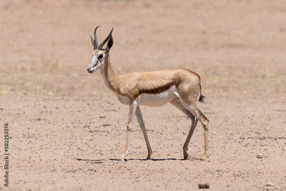 Springbok, Antidorcas marsupialis, Afrique du Sud Springbok, Antidorcas marsupialis, Afrique du Sud