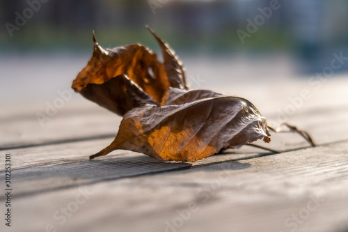 2 dry autumn leaves closeup. Selective focus..