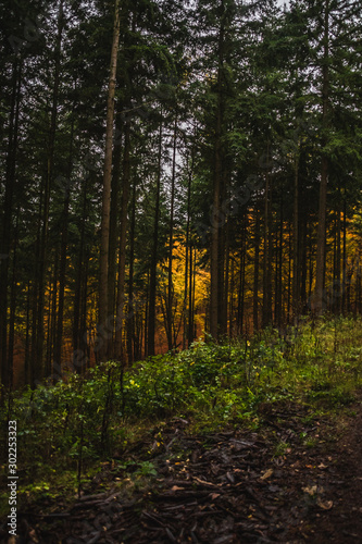 Fototapeta Naklejka Na Ścianę i Meble -  extrem bunter herbstlicher idyllischer Wald mit vielen verschiedenen Farbtönen