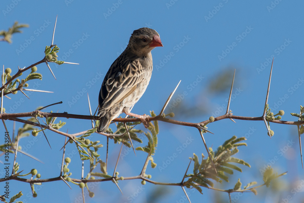 Travailleur à bec rouge,.Quelea quelea, Red billed Quelea, Afrique du Sud Travailleur à bec rouge,.Quelea quelea, Red billed Quelea, Afrique du Sud