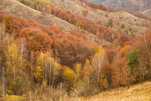 Autumn forest colors. Fall background