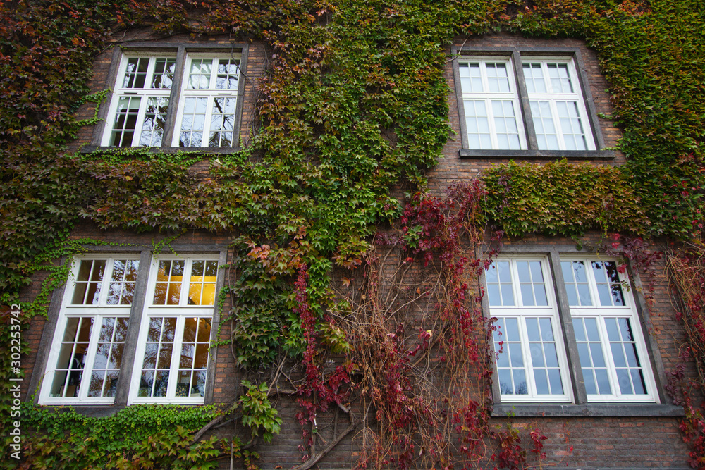 For Windows On Overgrown Wall