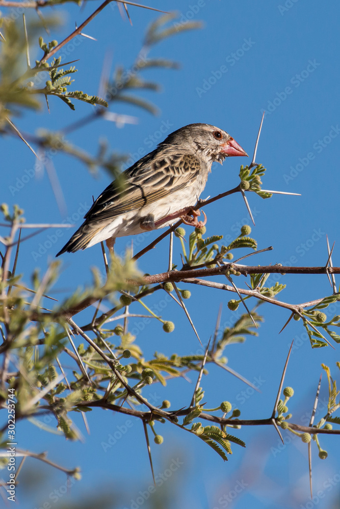 Travailleur à bec rouge,.Quelea quelea, Red billed Quelea, Afrique du Sud Travailleur à bec rouge,.Quelea quelea, Red billed Quelea, Afrique du Sud