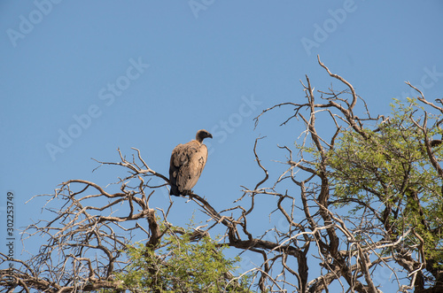 Vautour africain,.Gyps africanus, White backed Vulture, Parc national Kruger, Afrique du Sud