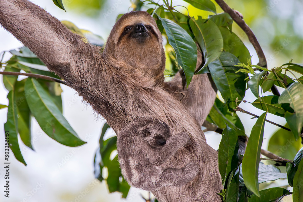 Fototapeta premium Brown throated sloth photographed in Linhares, Espirito Santo. Southeast of Brazil. Atlantic Forest Biome. Picture made in 2013.