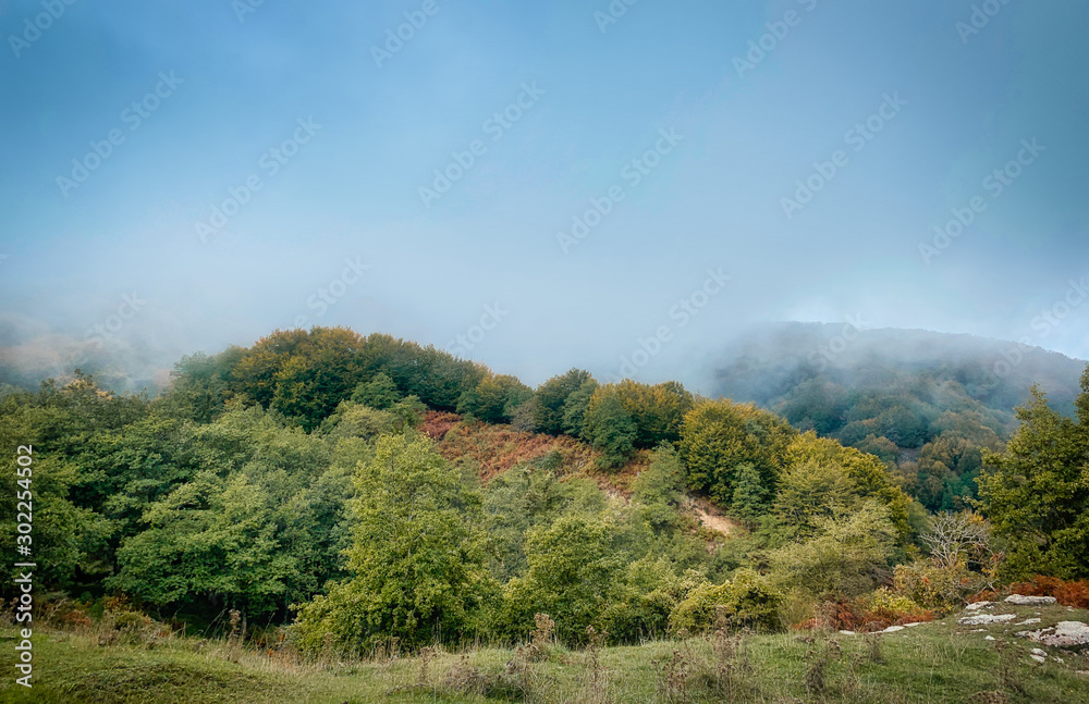Naklejka premium Autumn in the woods of the Aspromonte national park.