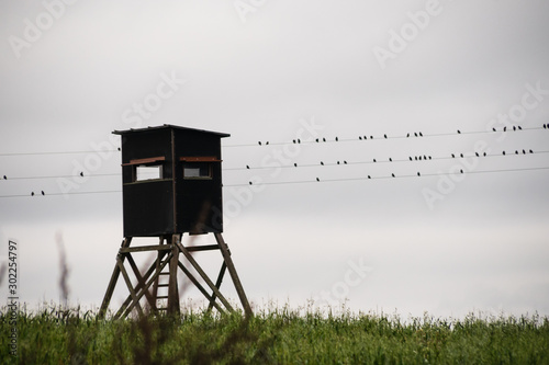 Hochsitz im Herbst vor Stromleitung, auf welcher viele kleine Vögel sitzen