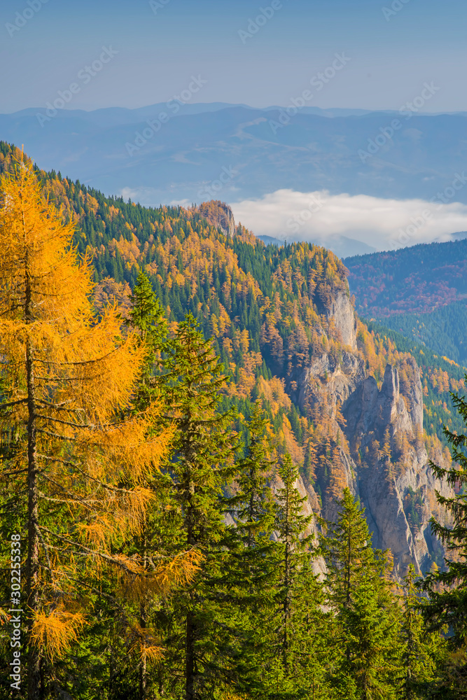 Larch trees in green forest