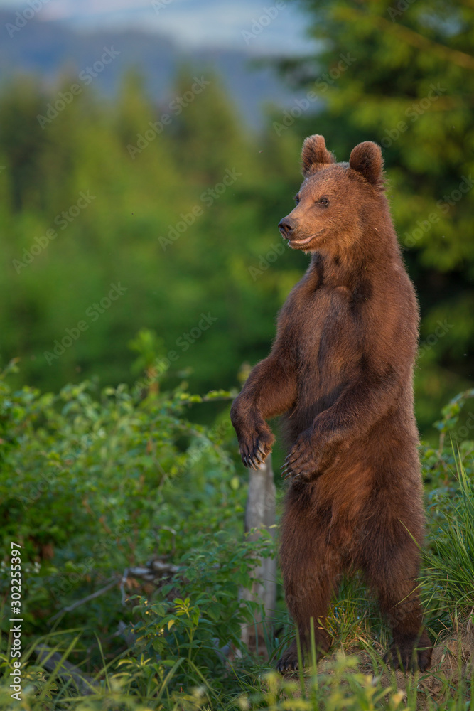 European Brown Bear (Ursus arctos arctos) European Brown Bear (Ursus arctos arctos)