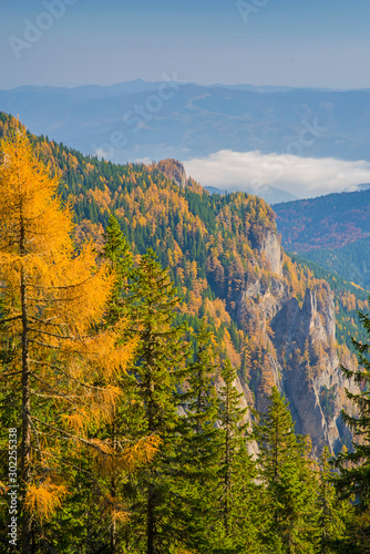 Larch trees in green forest