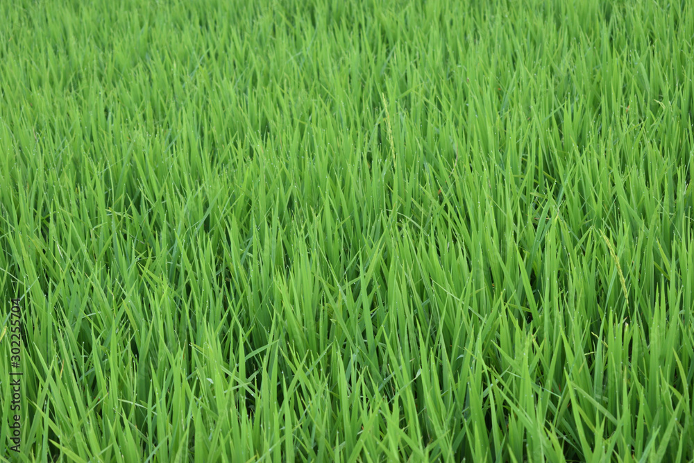 green grass background or green valley on out door green grass background or green valley on out door