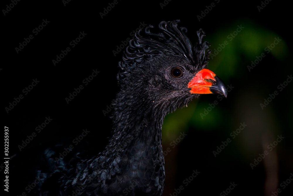 Red billed Curassow in forest area photographed in Linhares, Espirito Santo.