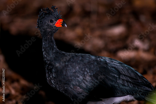 Red billed Curassow in forest area photographed in Linhares, Espirito Santo.