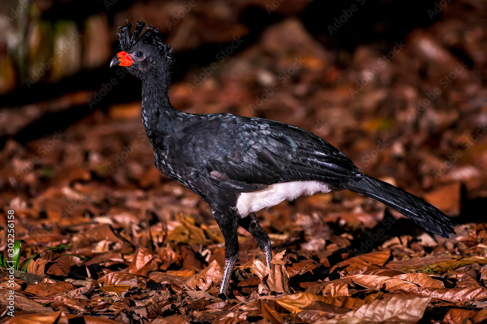 Red billed Curassow in forest area photographed in Linhares, Espirito Santo. Red billed Curassow in forest area photographed in Linhares, Espirito Santo.
