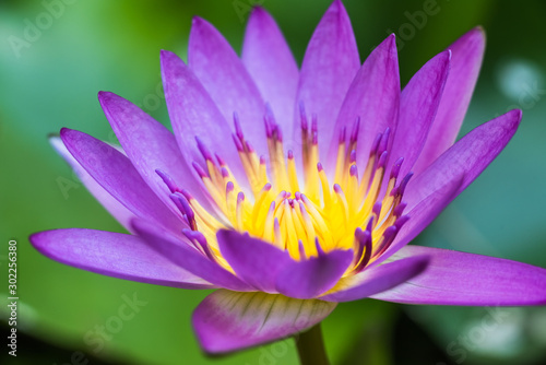 pink Lotus flower