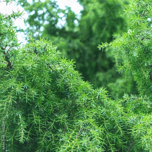 juniper branches close-up. juniper bush in the park.