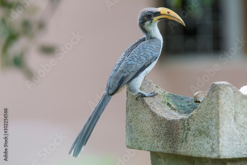 The Sri Lanka Grey Hornbill, Ocyceros gingalensis photo