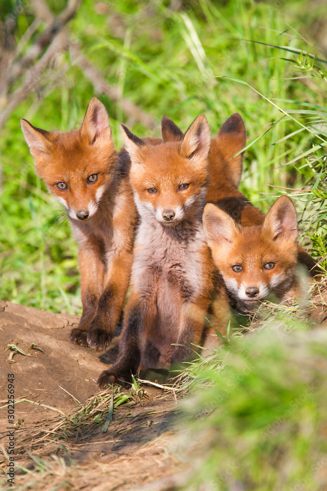 Red fox, vulpes vulpes, small young cubs near den curiously weatching around. Cute little wild predators in natural environment.