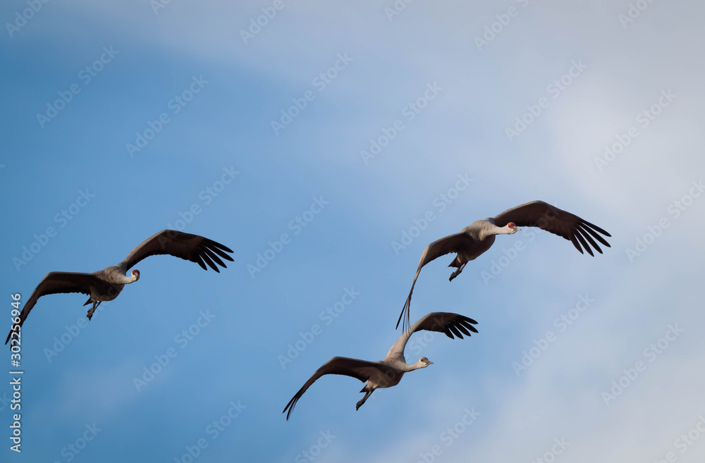 Sandhill Cranes at Whitewater Draw