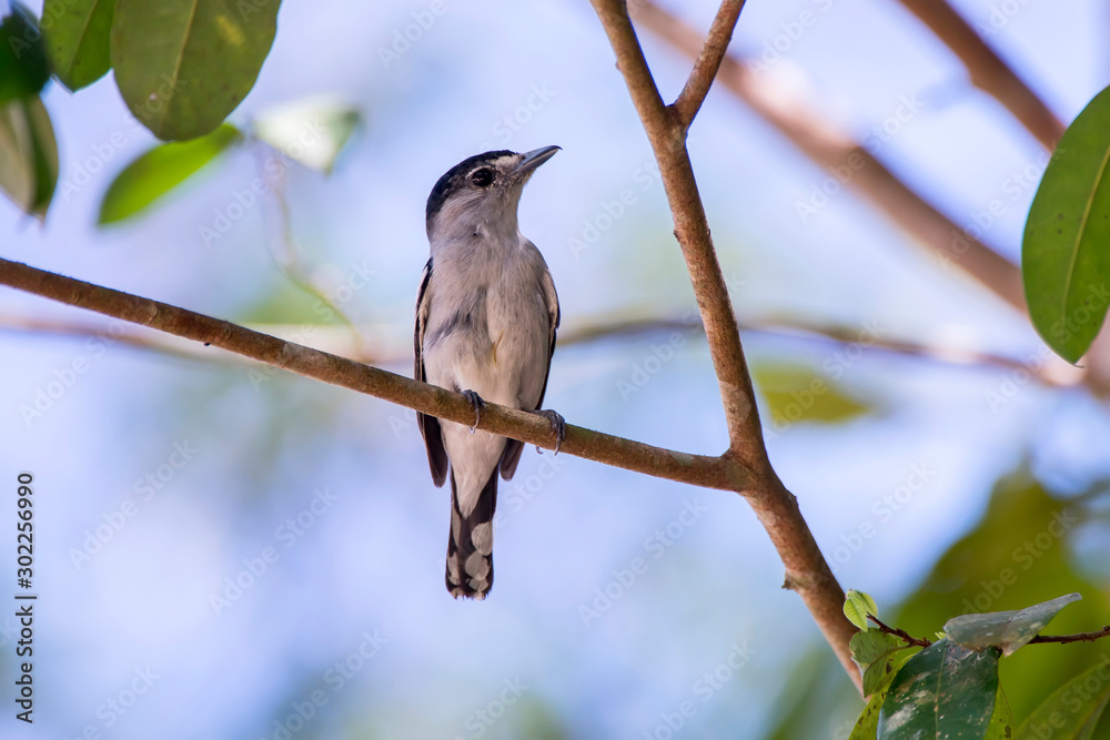 Obraz premium Black capped Becard photographed at Cupido & Refugio Farm, in Linhares, Espirito Santo, Southeast of Brazil. Atlantic Forest Biome. Picture made in 2013.