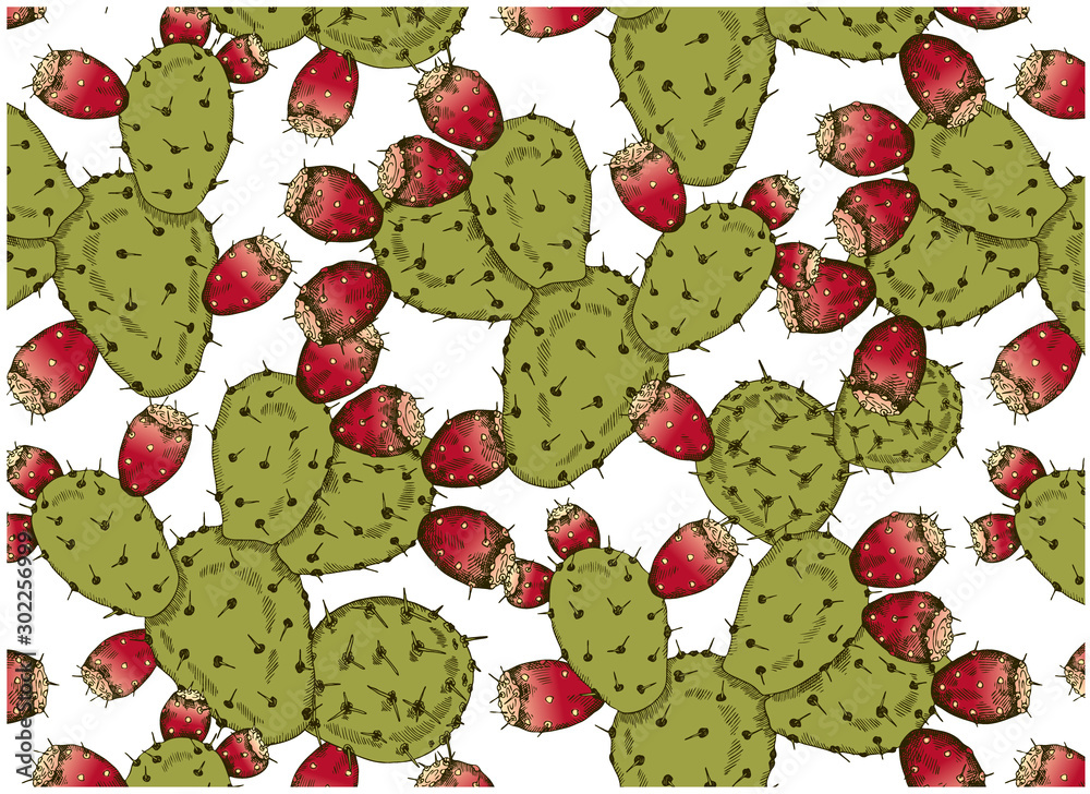 Vector illustration of sketch hand drawn pattern with green cacti and pink cactus fruit isolated on white background. Prickly pear, opuntia. Vintage, tropical, exotic wallpaper. Arizona, Texas, Mexico Vector illustration of sketch hand drawn pattern with green cacti and pink cactus fruit isolated on white background. Prickly pear, opuntia. Vintage, tropical, exotic wallpaper. Arizona, Texas, Mexico