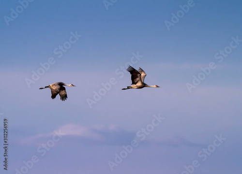 Sandhill Cranes at Whitewater Draw