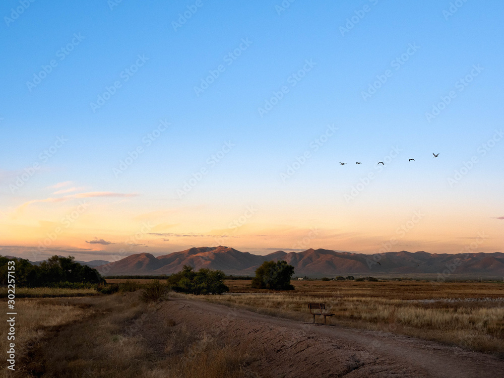 Naklejka premium Sandhill Cranes at Whitewater Draw