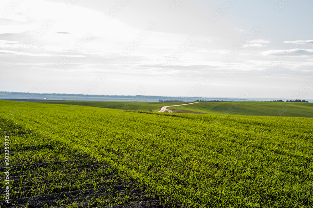 Naklejka premium Field of young wheat seedlings growing in autumn. Young green wheat growing in soil. Agricultural proces. Close up on sprouting rye agriculture on a field sunny day with blue sky. Sprouts of rye.