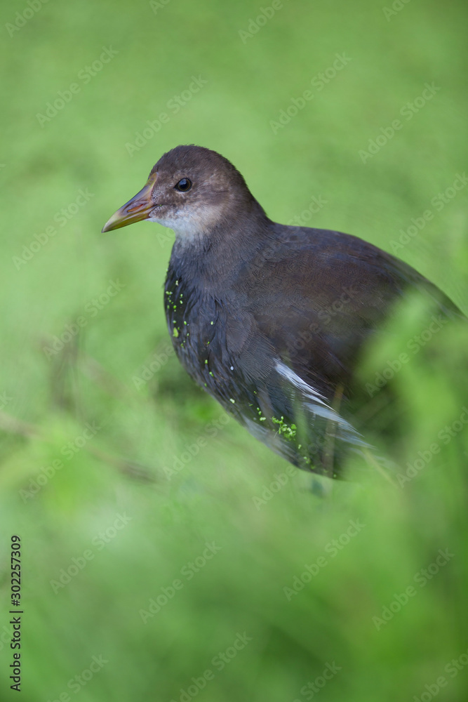 Moorhen, Gallinula chloropus, single young bird on grass, Moorhen, Gallinula chloropus, single young bird on grass,
