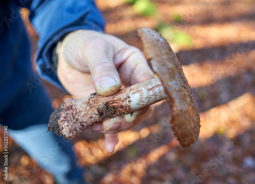Pilze gehalten in der Hand im Wald beim Sammeln