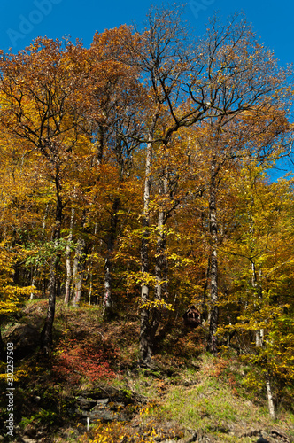 autumn forest on a slope in the Caucasus  with bright yellow and orange falling leaves and a small house-feeder for birds and small animals