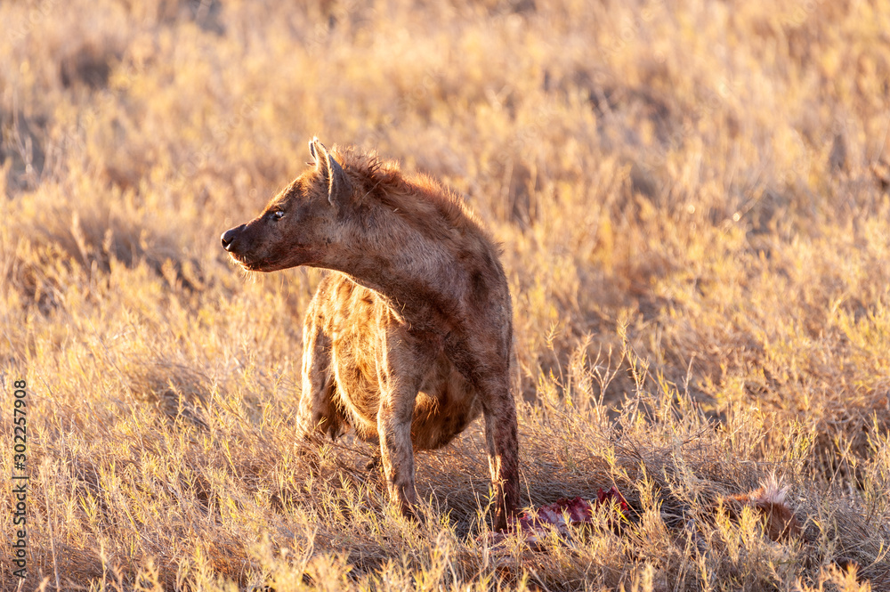 Close-up of a spotted Hyena - Crocuta crocuta- with a prey, seen during the golden hour of sunset in Etosha national Park, Namibia. Close-up of a spotted Hyena - Crocuta crocuta- with a prey, seen during the golden hour of sunset in Etosha national Park, Namibia.