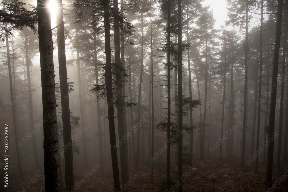 Fototapeta premium Nebelwald in den Vogesen
