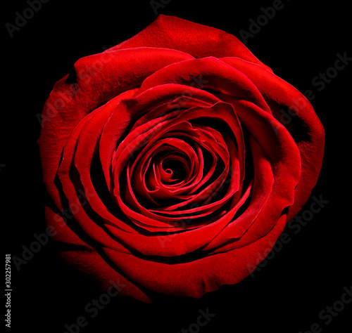 flower rose petal blossom red nature beautiful background